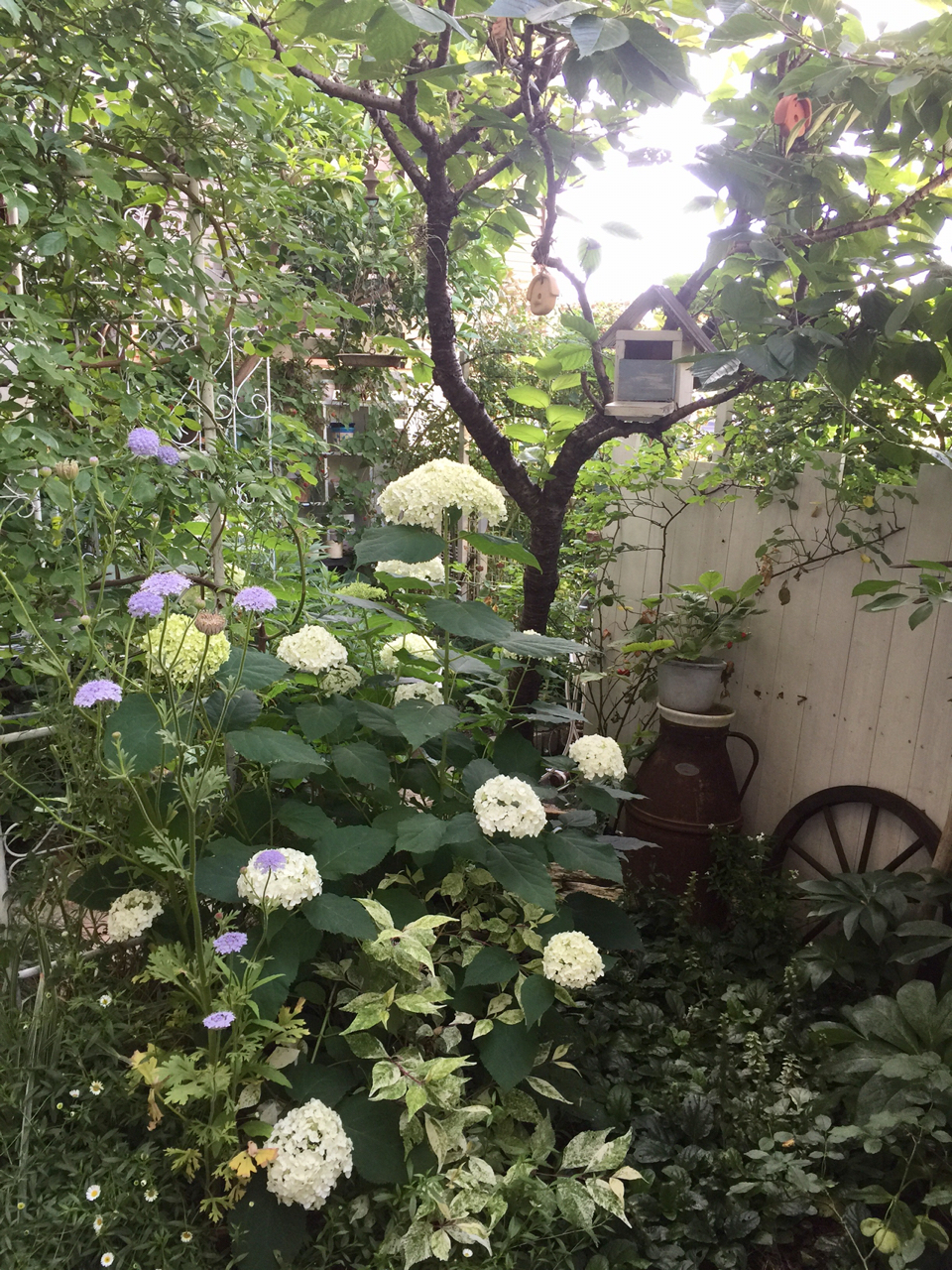 小庭のアナベルと蚊と蚊取線香の話 積木くずし のばらのガーデニングブログ Hana And Rose Garden Powered By ライブドアブログ