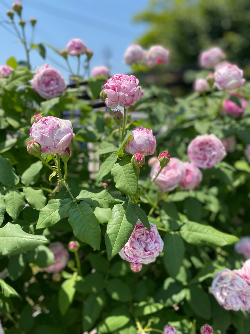 バラ】ロココ＆ボローニャ満開！そして次のバラが咲き始めました
