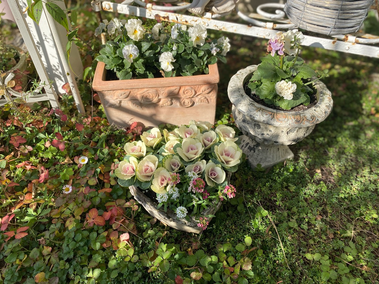 バラみたいな葉牡丹 クローバーとポリゴナム2種 のばらのガーデニングブログ Hana And Rose Garden Powered By ライブドアブログ バラみたいな葉牡丹 クローバーとポリゴナム2種 のばらのガーデニングブログ Hana And Rose Garden Powered By ライブドアブログ