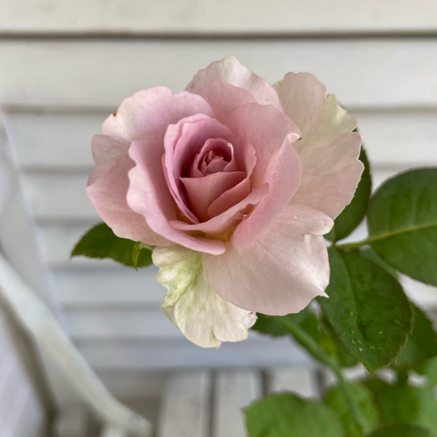 バラ芽接ぎから開花まで2か月(まとめ) : のばらのガーデニング バラ芽接ぎから開花まで2か月(まとめ) : のばらのガーデニング