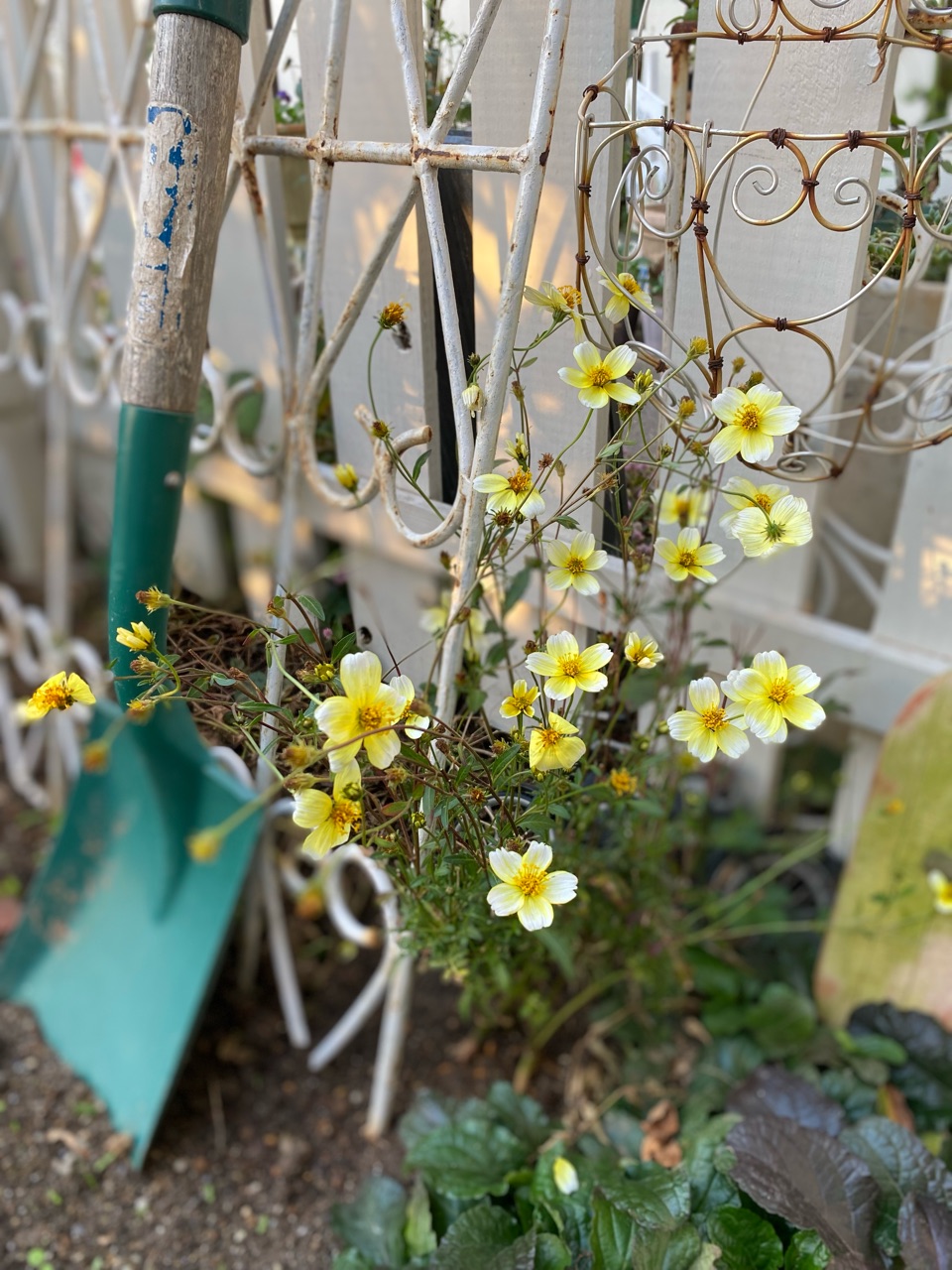 冬支度をした花たち のばらのガーデニングブログ Hana And Rose Garden Powered By ライブドアブログ