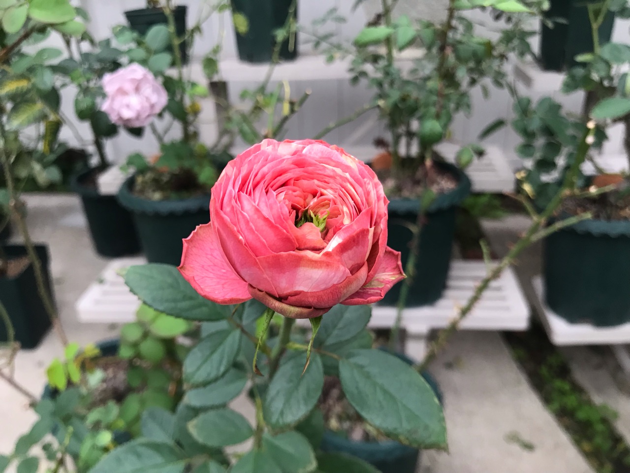 バラ切り花品種ラナンキュラシリーズ 妊婦加算 のばらのガーデニングブログ Hana And Rose Garden Powered By ライブドアブログ バラ切り花品種ラナンキュラシリーズ 妊婦加算 のばらのガーデニングブログ Hana And Rose Garden Powered By ライブドアブログ