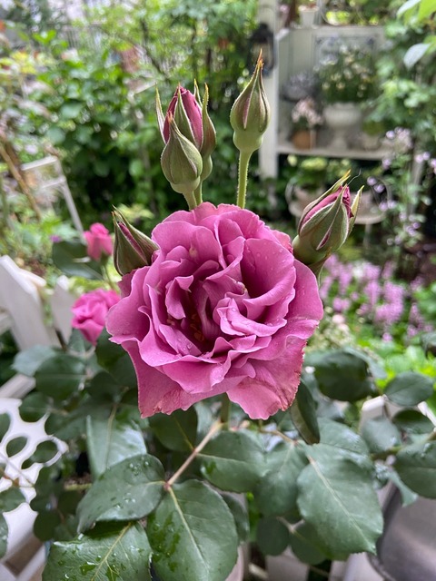 薔薇3番目の開花波打つ花弁が美しい〝エンジェルフェイス〟 : のばらの