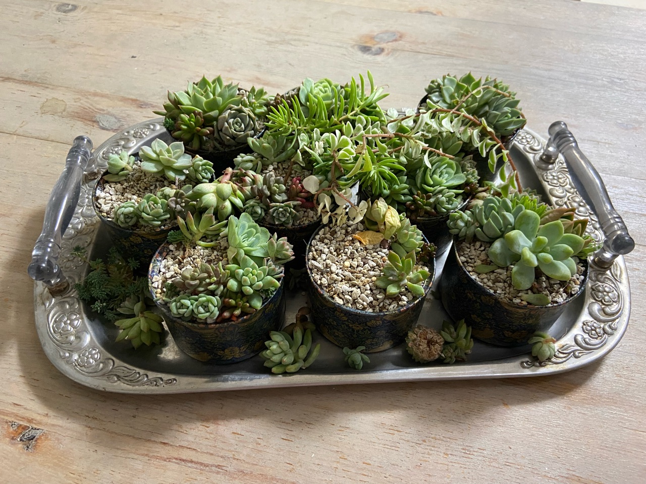 ★多肉植物　寄せ植え〜食いしん坊にゃんこのキッチン風寄せ〜★ ☆多肉植物 寄せ植え〜食いしん坊にゃんこのキッチン風寄せ〜☆