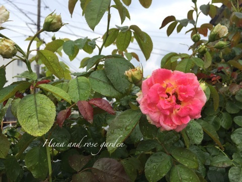 {3551EDBE-E133-4B30-8C37-0EF7308D6B25}