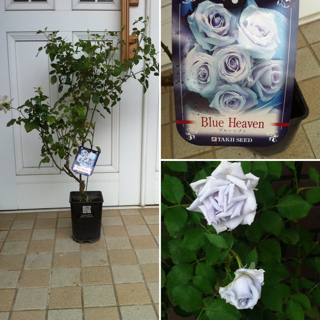 ブルーヘブンを君に〟 : のばらのガーデニングブログ Hana and Rose