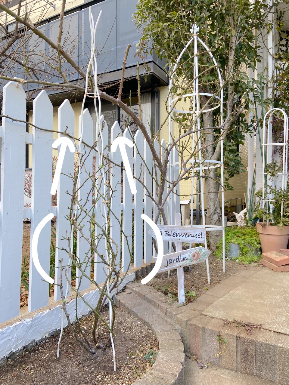 ホワイトフェンスのバラ誘引（ボローニャ・ルポール・ロココ・レイニー