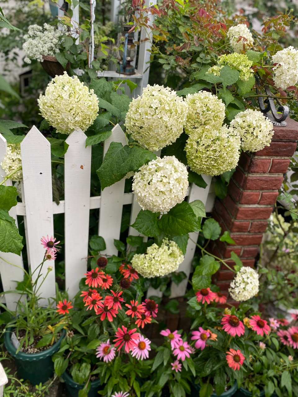 アジサイの挿し木（前編）メルカリで買った挿し穂と家の紫陽花で