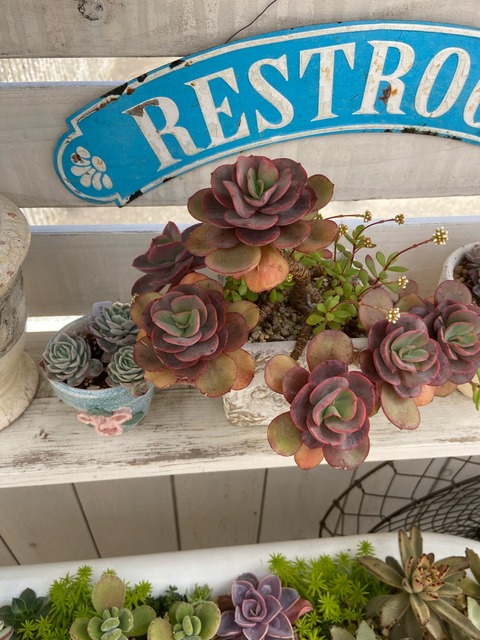IMG_1623