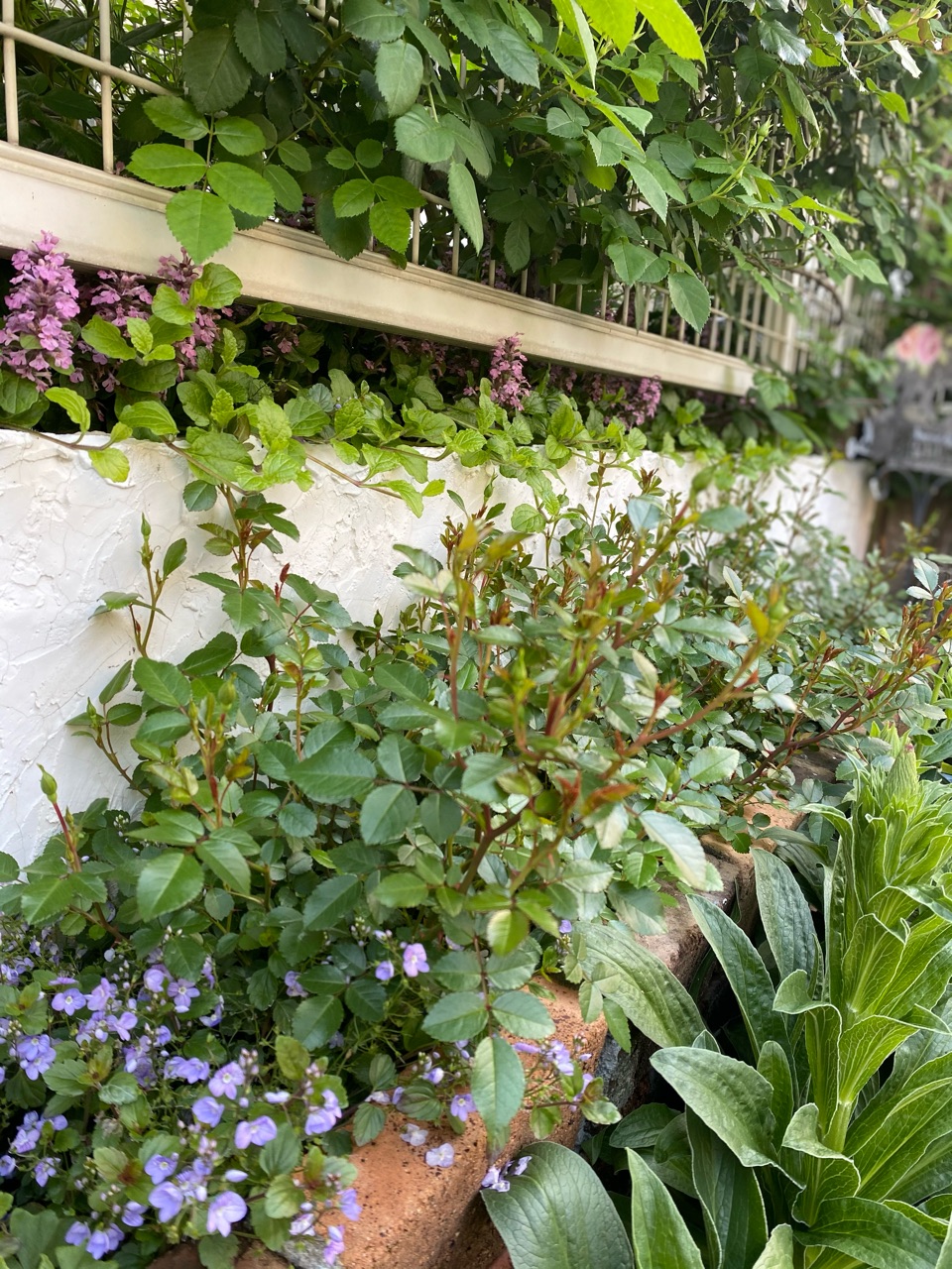 グリーンアイスの花壇と小躍りしたくなるツボミ群 のばらのガーデニングブログ Hana And Rose Garden Powered By ライブドアブログ