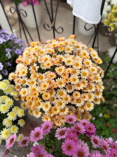 満開のマーガレットも雨から守りました（デカくて大変(￣▽￣;) : の