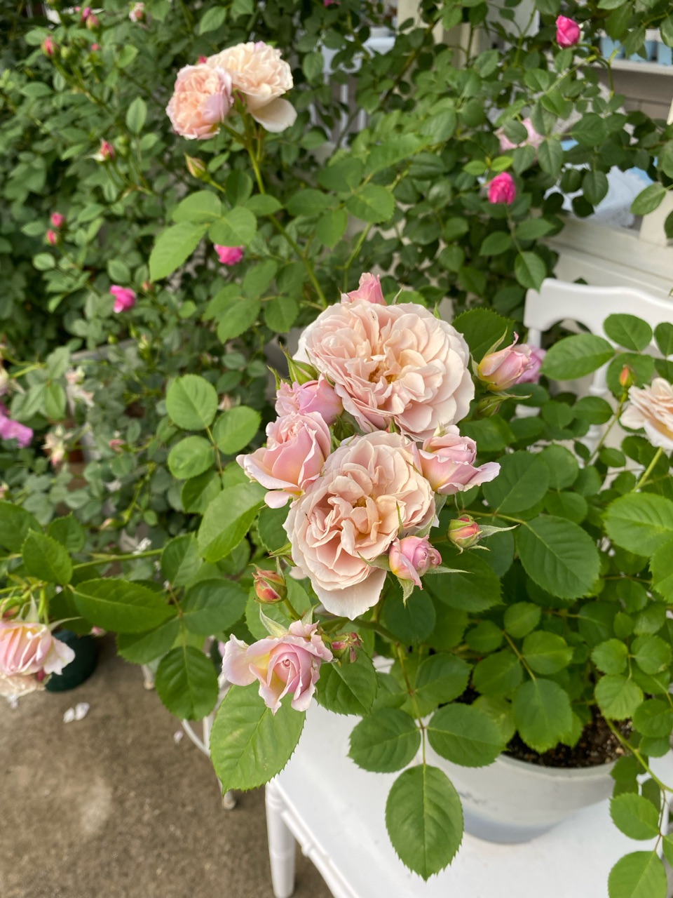 和バラ 正規品 和薔薇 はいから バラ苗 強香 大苗 接木 接木苗 切り花 和バラ 正規品 和薔薇 はいから バラ苗 強香 大苗 接木 接木苗 切り花