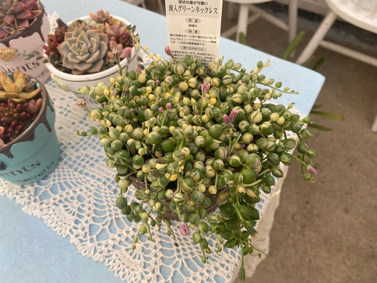 斑入りの多肉 エンジェルティアーズと斑入りのグリーンネックレスの違い のばらのガーデニングブログ Hana And Rose Garden Powered By ライブドアブログ