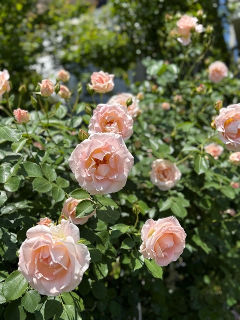 ロココが一気に咲いた！！｜ジプシーボーイ綺麗なボルドーに変化した