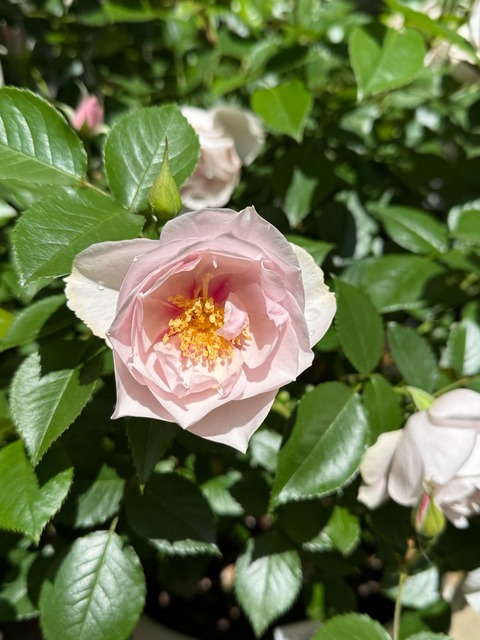 クードゥクール早くも2番花が咲き始めました : のばらの