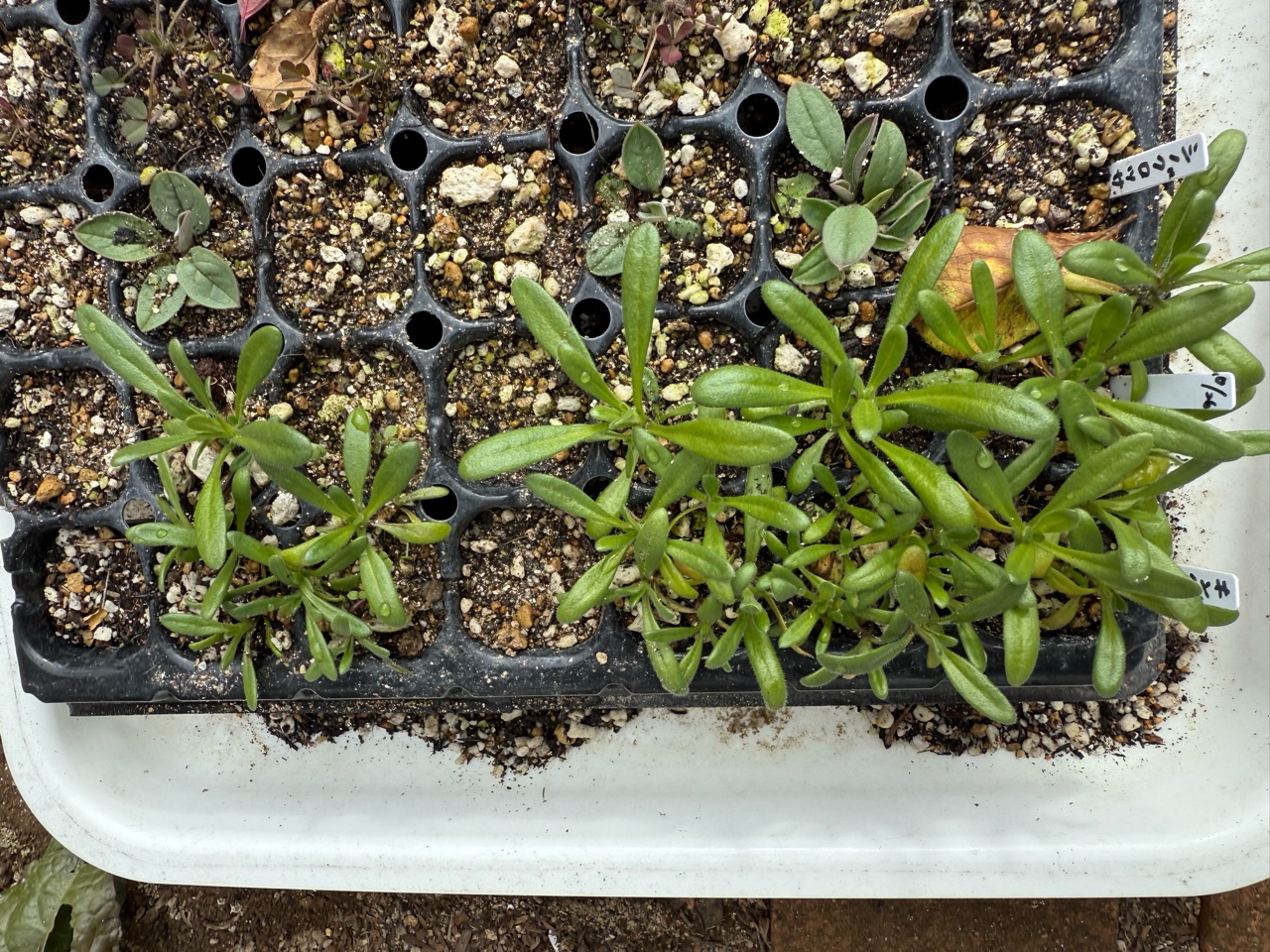 種撒きしたキングフィッシャーデージーとカゴに植える時の工夫 : の