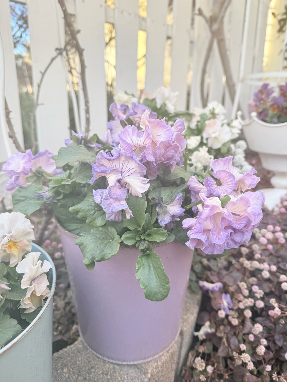 寒空にビオラ、可愛いですよﾈ♡ : のばらのガーデニングブログ Hana