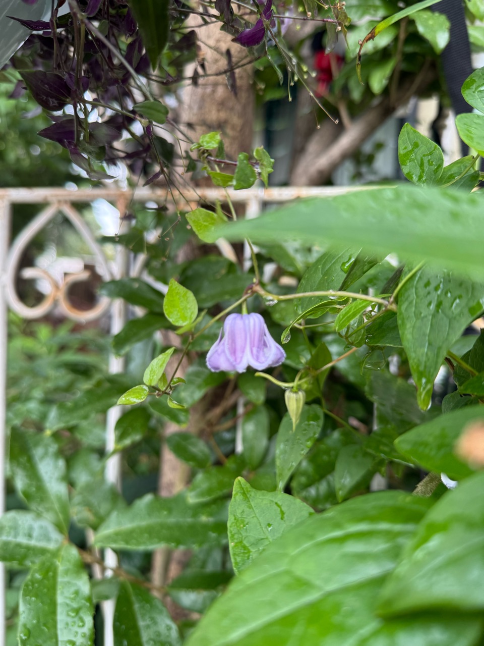 クレマチス　クリスパエンジェル実生苗　ネコポス発送‼️ クレマチス クリスパエンジェル実生苗 ネコポス発送‼️