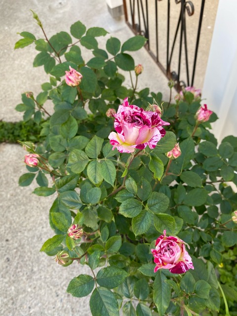 バラが次々と 絞りのベルデスピヌーズ