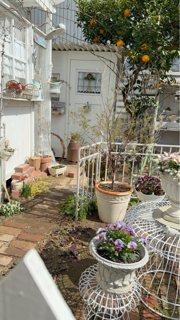 バラに芽出し肥料を与えて鉢を定位置に並べました : のばらの