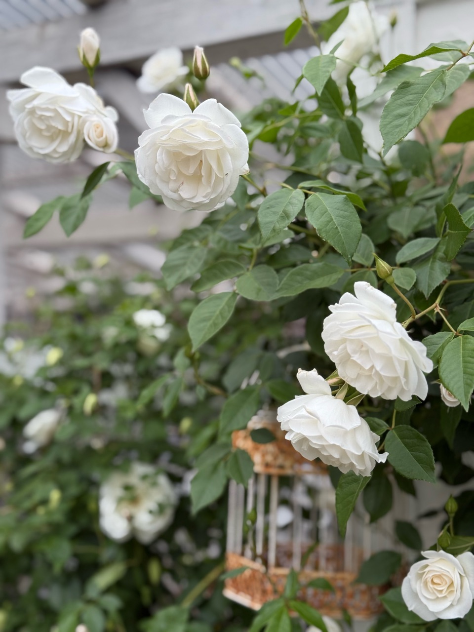 台木が育ってノイバラが咲いてた( ﾟдﾟ)＆アイスバーグ咲き始めました