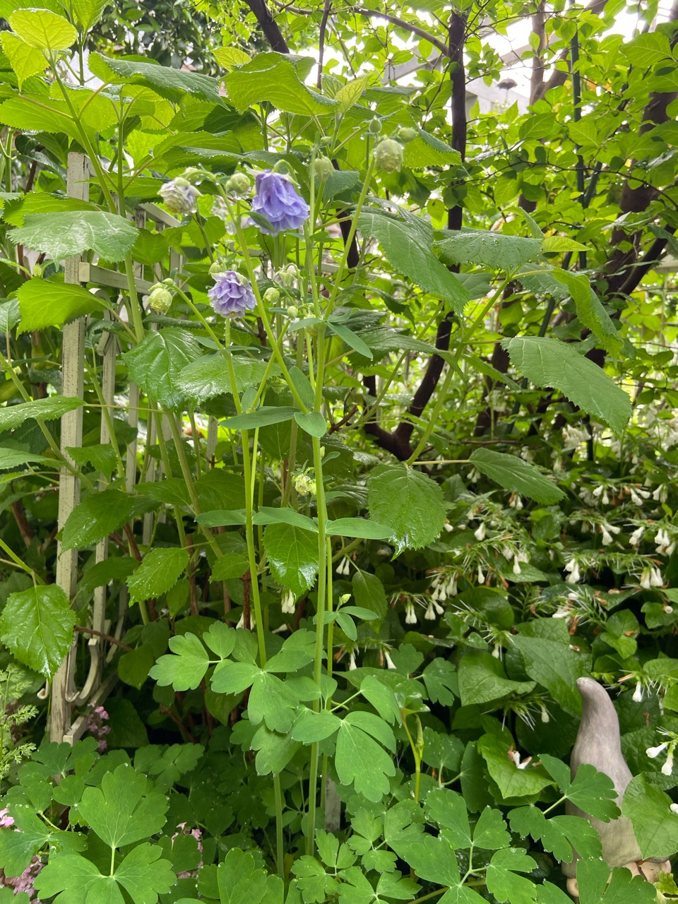 薔薇とお髭草 鉢植えのバラ🌹｜園芸日記byカシワバアジサイ｜みんなの趣味の