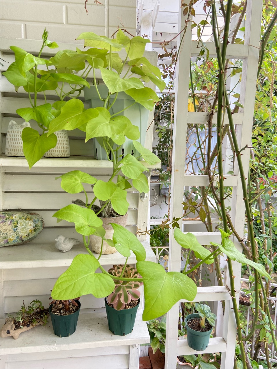 テラスライム鉢増ししたら1週間で見違えるほど大きくなった！！ : の