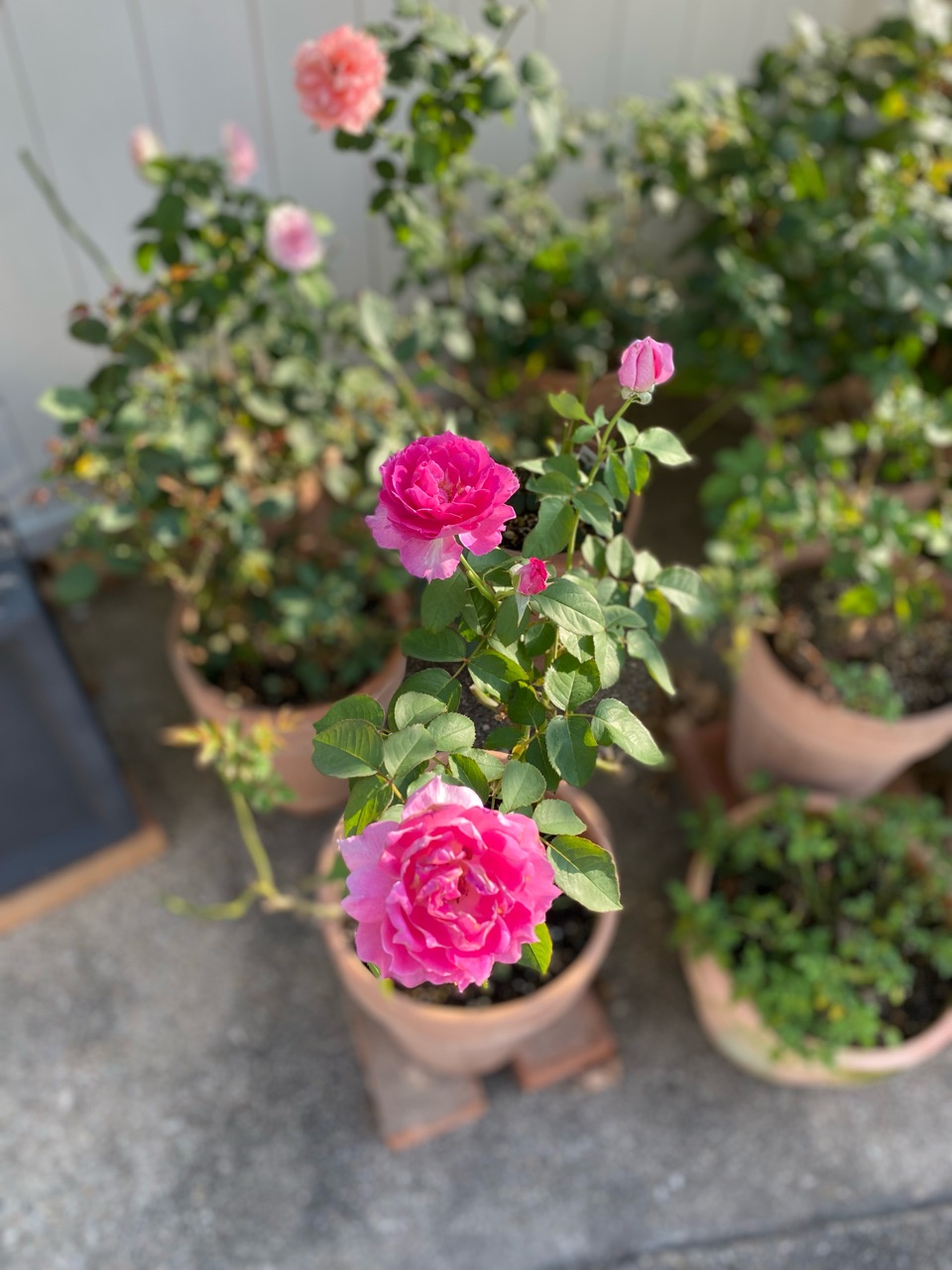 シェエラザードが綺麗 声がちょっとw のばらのガーデニングブログ Hana And Rose Garden Powered By ライブドアブログ