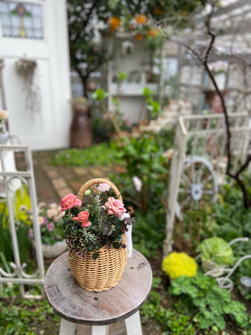 ＊*..ガーベラ&ローズを添えて..＊°..ほっこり癒されるガーデンアレンジ 初めての寄せ植えレッスン♪ : のばらのガーデニングブログ Hana and