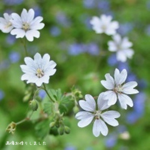 すべての美しい花の画像 新鮮な日陰 でも 咲く 花 すべての美しい花の画像 新鮮な日陰 でも 咲く 花