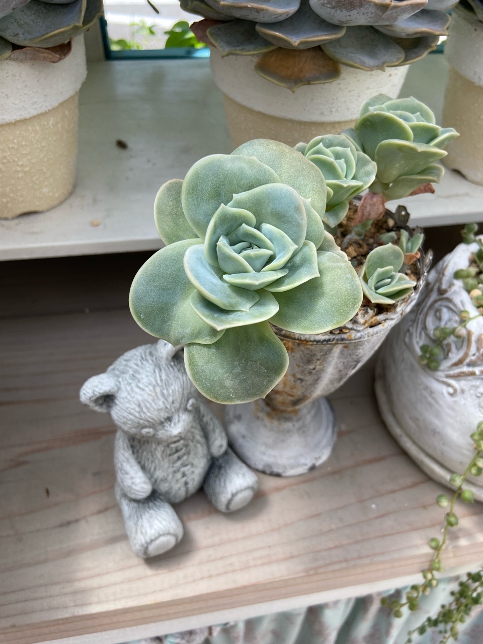 多肉】ラブリーローズ（一番バラっぽくて可愛い） : のばらの