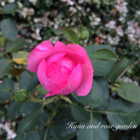 {77DF630B-59C7-49A6-863A-3C559FA26217:01}