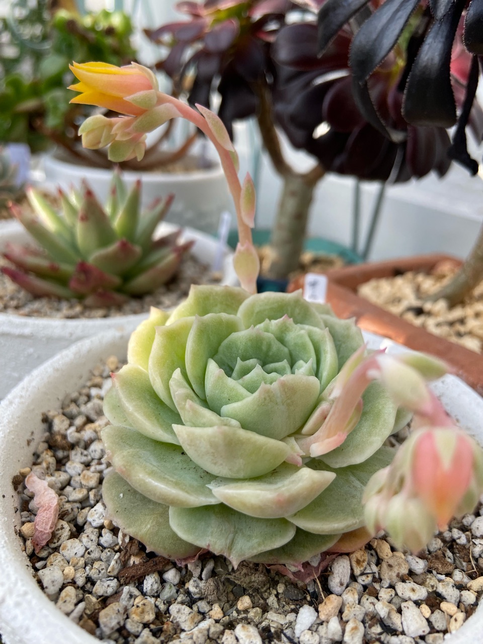 多肉の花とは思えないような可憐な小花&やっぱり私には切れない : の