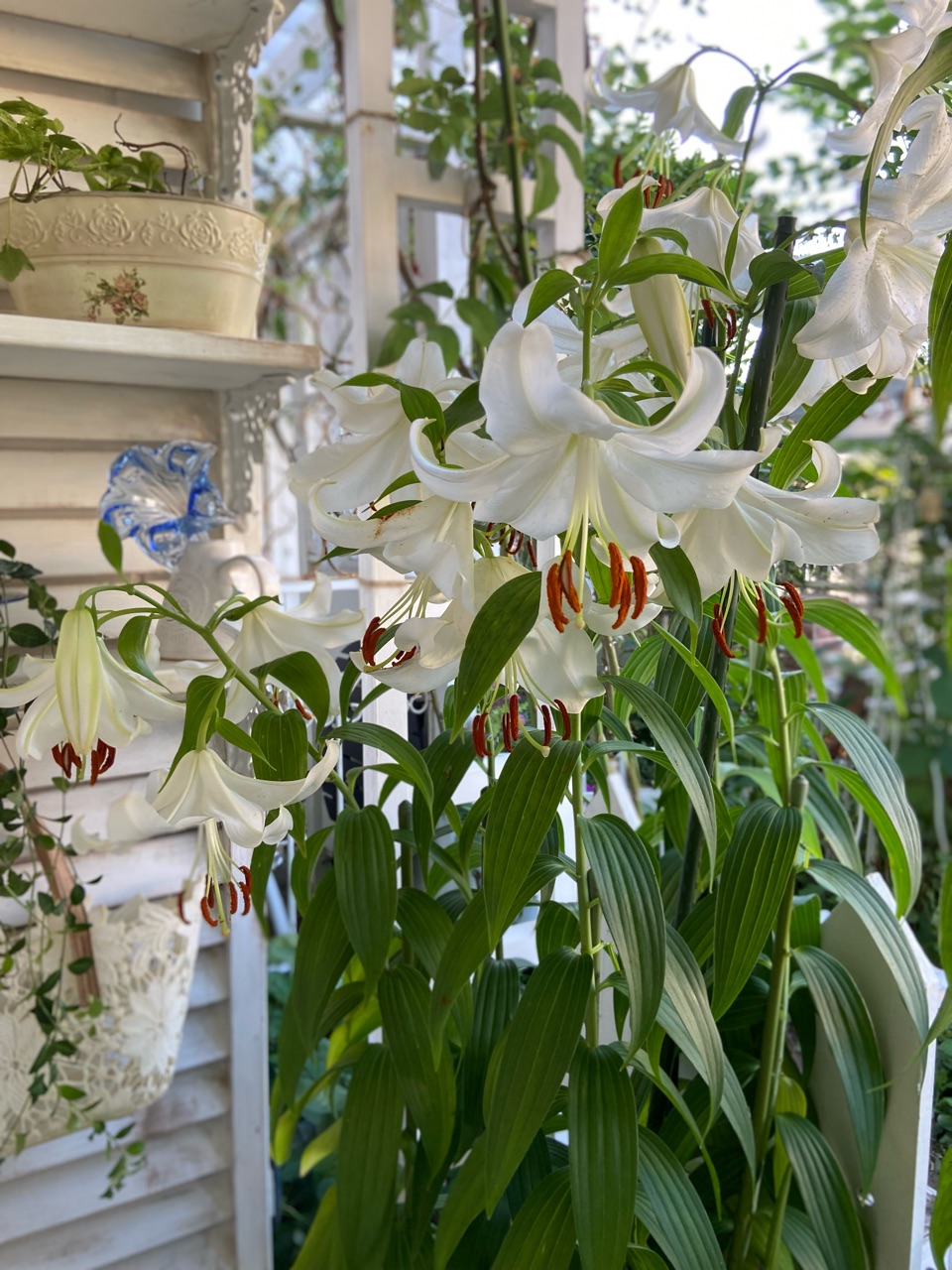 カサブランカ最後のツボミも開花|小庭に茂るリーフ : のばらの