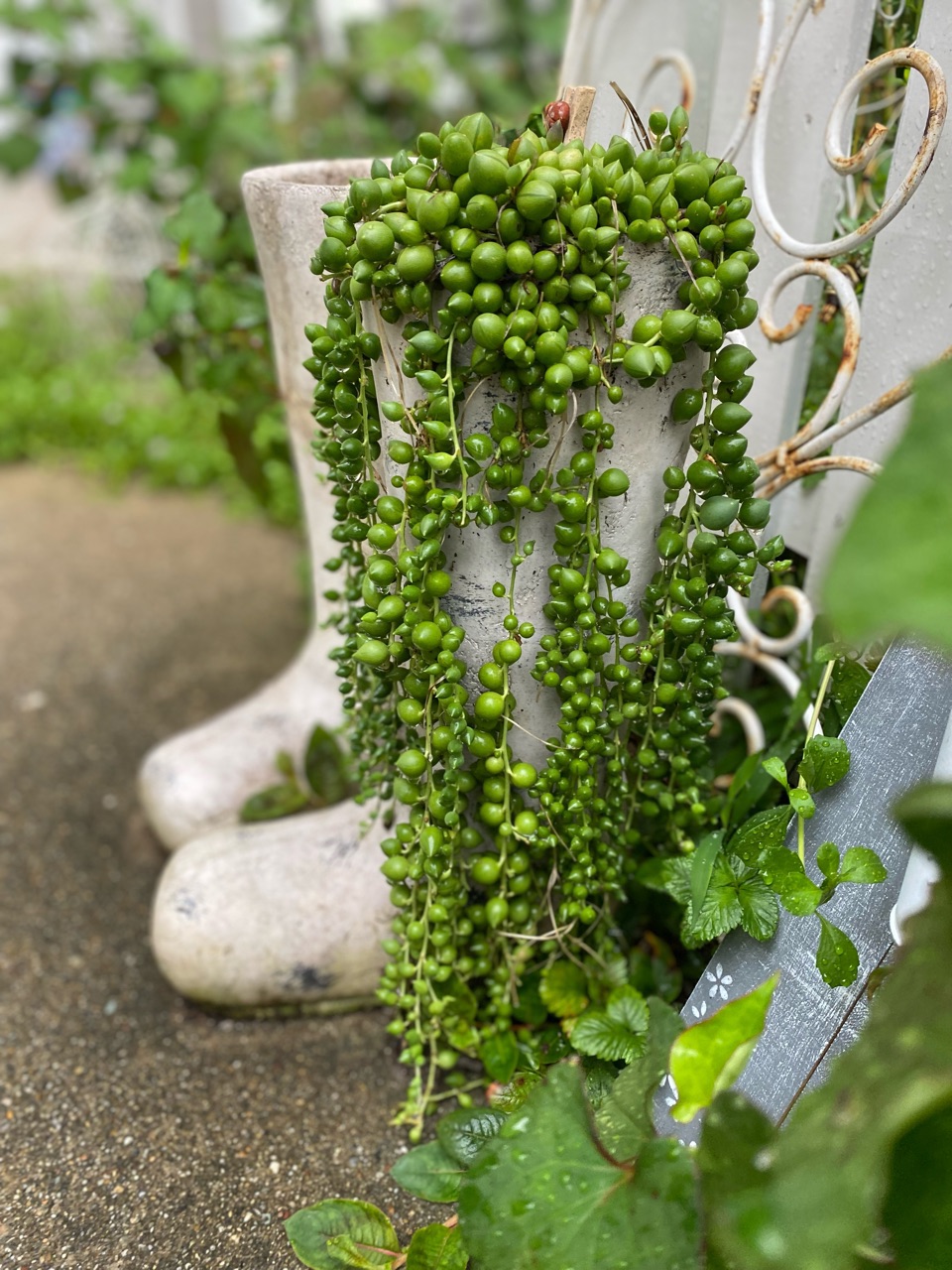 思うにグリーンネックレスはお水が好きです : のばらのガーデニング