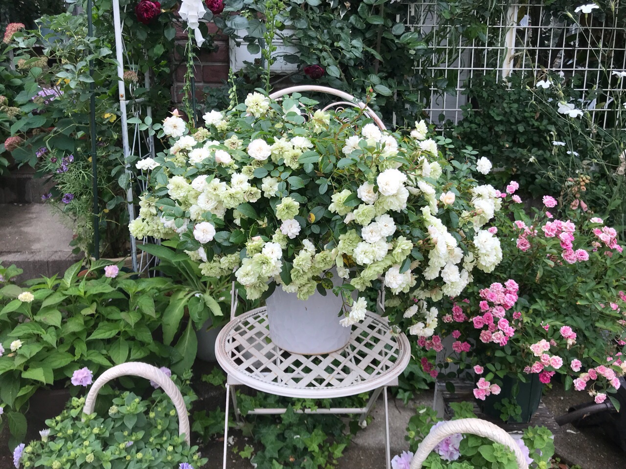 場所は駐車場 今年もミニバラグリーンアイスの花壇を作りました のばらのガーデニングブログ Hana And Rose Garden Powered By ライブドアブログ