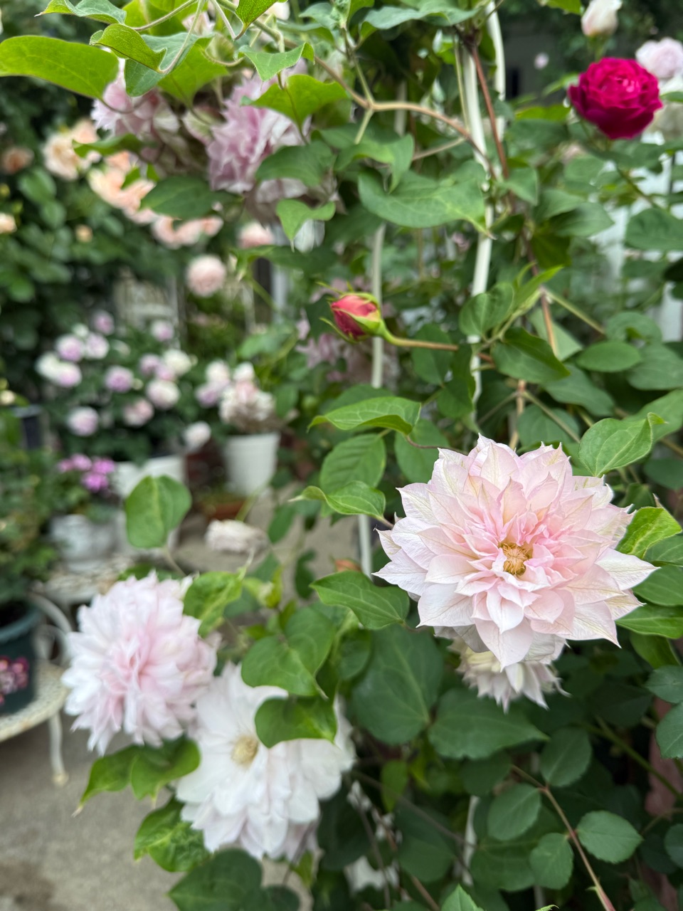 ＊やっちゃん様おまとめ＊瑪瑙薔薇　ピンクグラデーション　ラビットヘアルチル 可愛いカラーのクレマチス〝春姫〟とつぼ型〝ファッシネーション