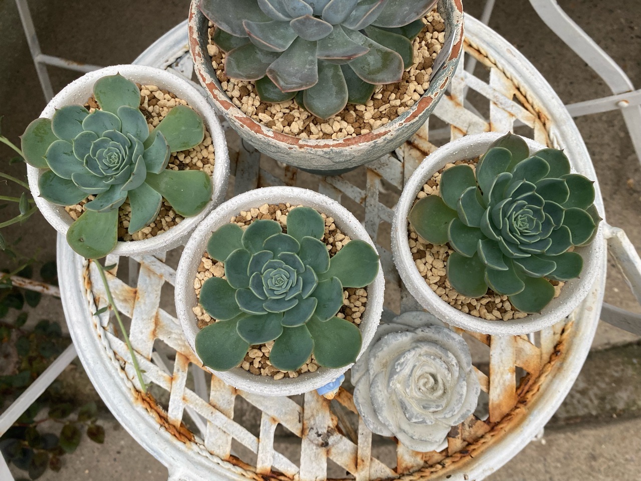 癒しの多肉；夏に弱いと聞く〝七福神〟注意してること｜つる性植物の