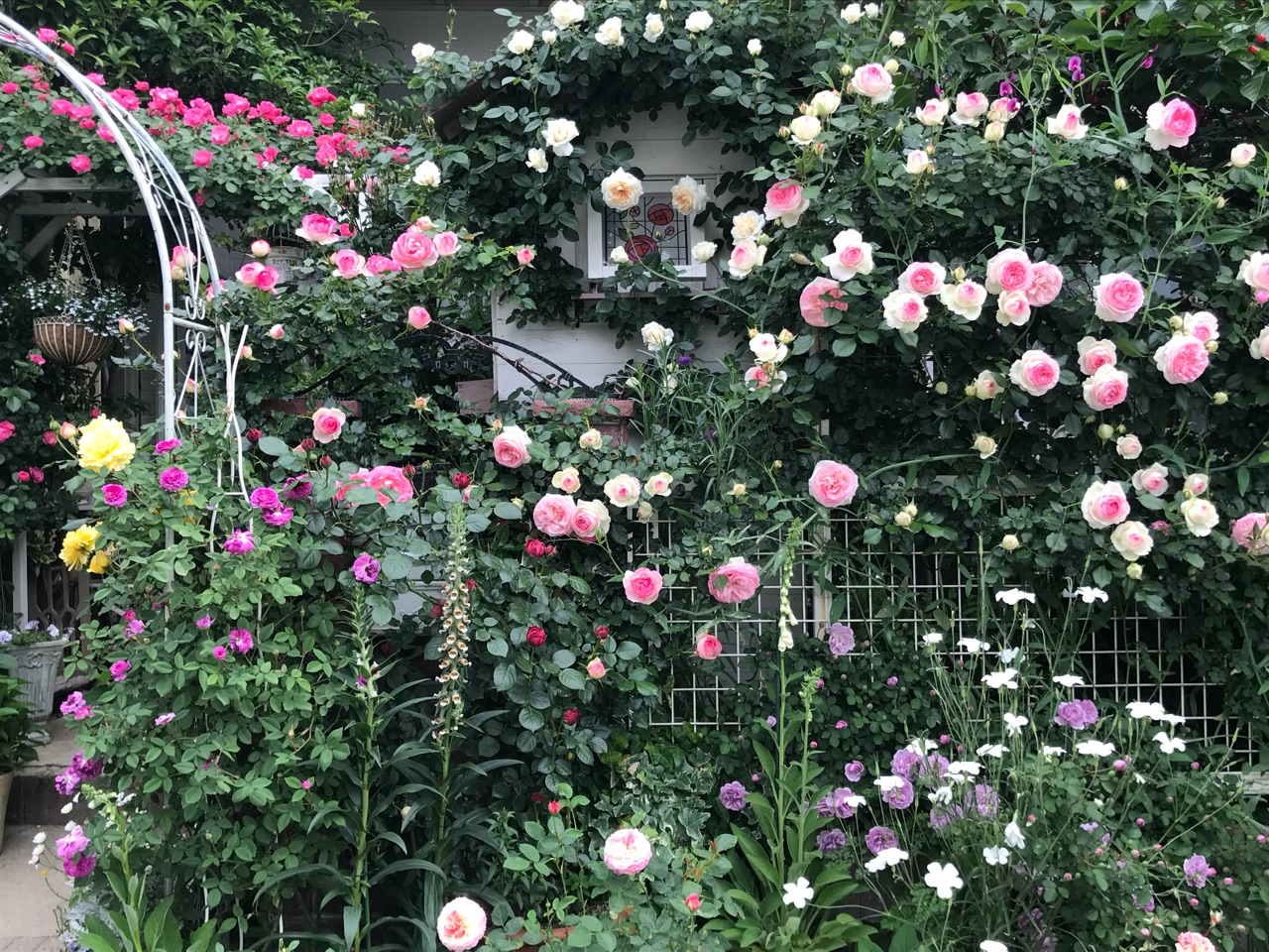 殿堂入りのバラ ピエールドゥロンサール 小庭のberryたち のばらのガーデニングブログ Hana And Rose Garden Powered By ライブドアブログ