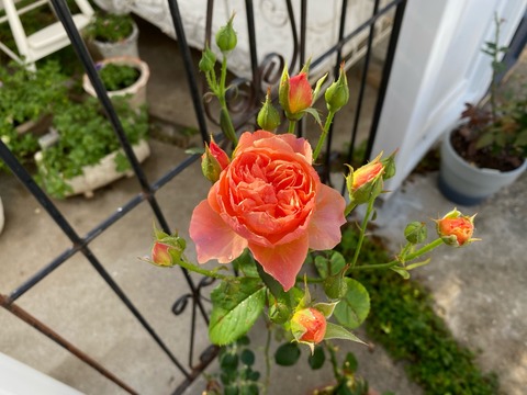 IMG_3539