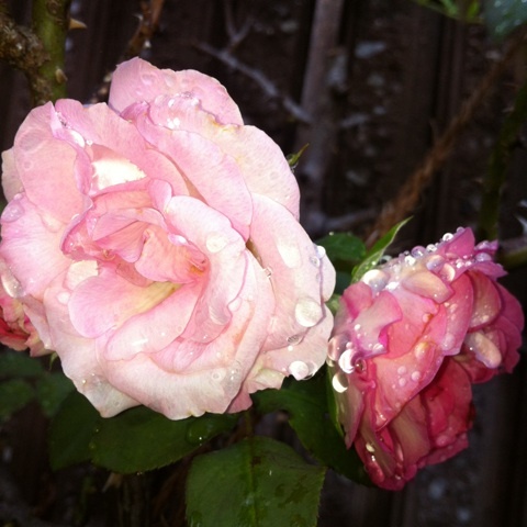photo:01