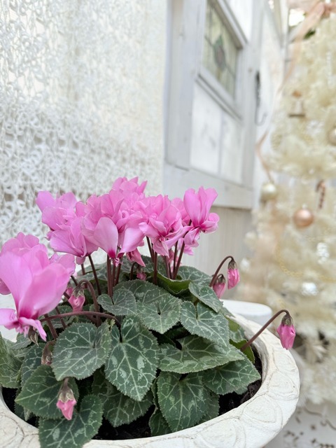 ✳︎ホワイトクリスマスの世界に優しいピンクのシクラメン : のばらの