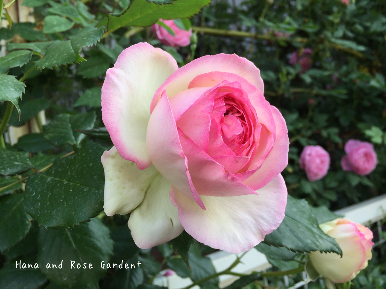 ピエールドゥロンサール 病気か虫か教えて ﾟdﾟ のばらのガーデニングブログ Hana And Rose Garden Powered By ライブドアブログ