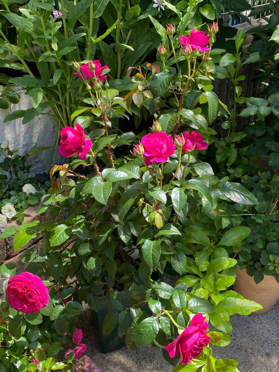 s*a様 最高級　和バラ　激入手困難　人気品種 バラの専門通販サイト『バラと庭あそび』をオープンしました – 京阪