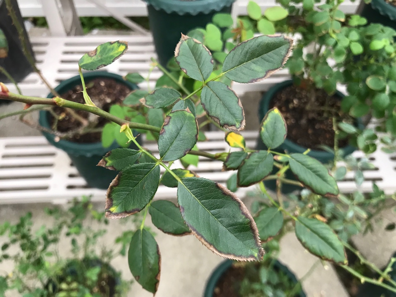 完了しました 薔薇 葉っぱ 茶色 誕生 日 ライン 友達