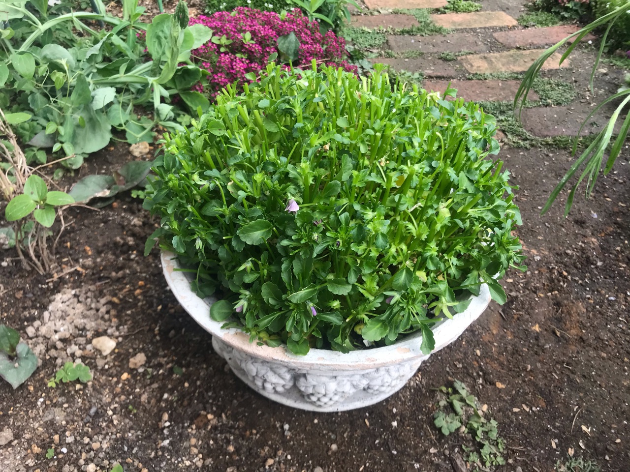 ビオラの切り戻し 挿し芽挑戦 のばらのガーデニングブログ Hana And Rose Garden Powered By ライブドアブログ