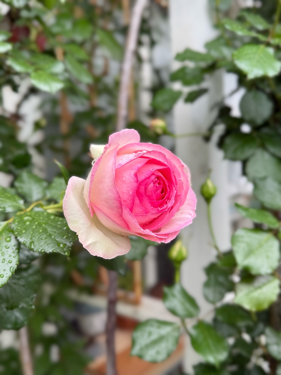 令の風”9か月前「芽」だったとは思えない美しさ！｜クレマチス“春姫