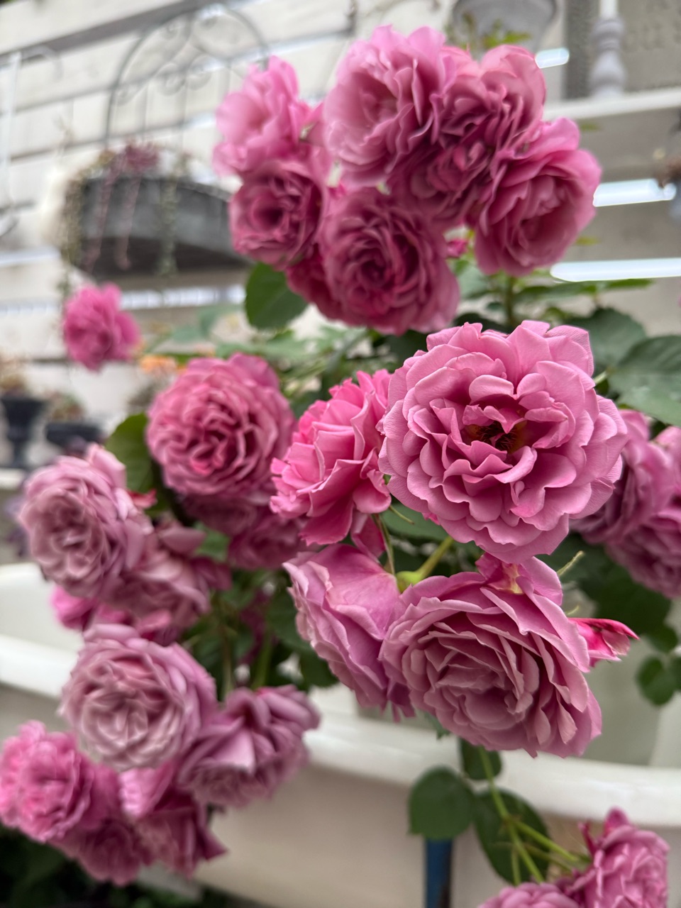 うさこ☆バラ苗　和バラ　あおい うさこ☆バラ苗 和バラ あおい 葵 aoi – WABARA online store