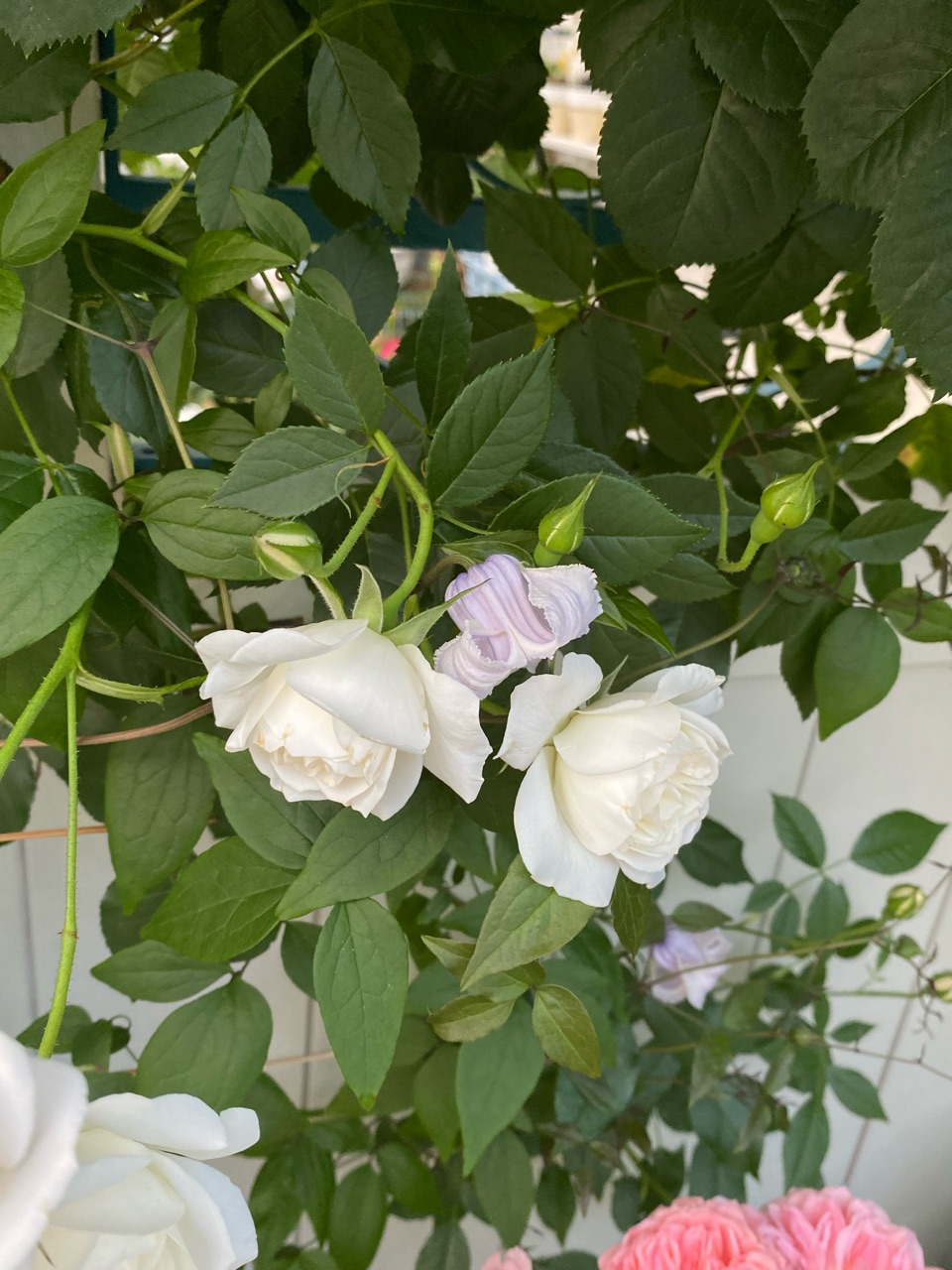 新版 ドライフラワー ミニバラ❣️まぁるいコロン♪ 押し花・ドライ - 押し花・ドライフラワー花材