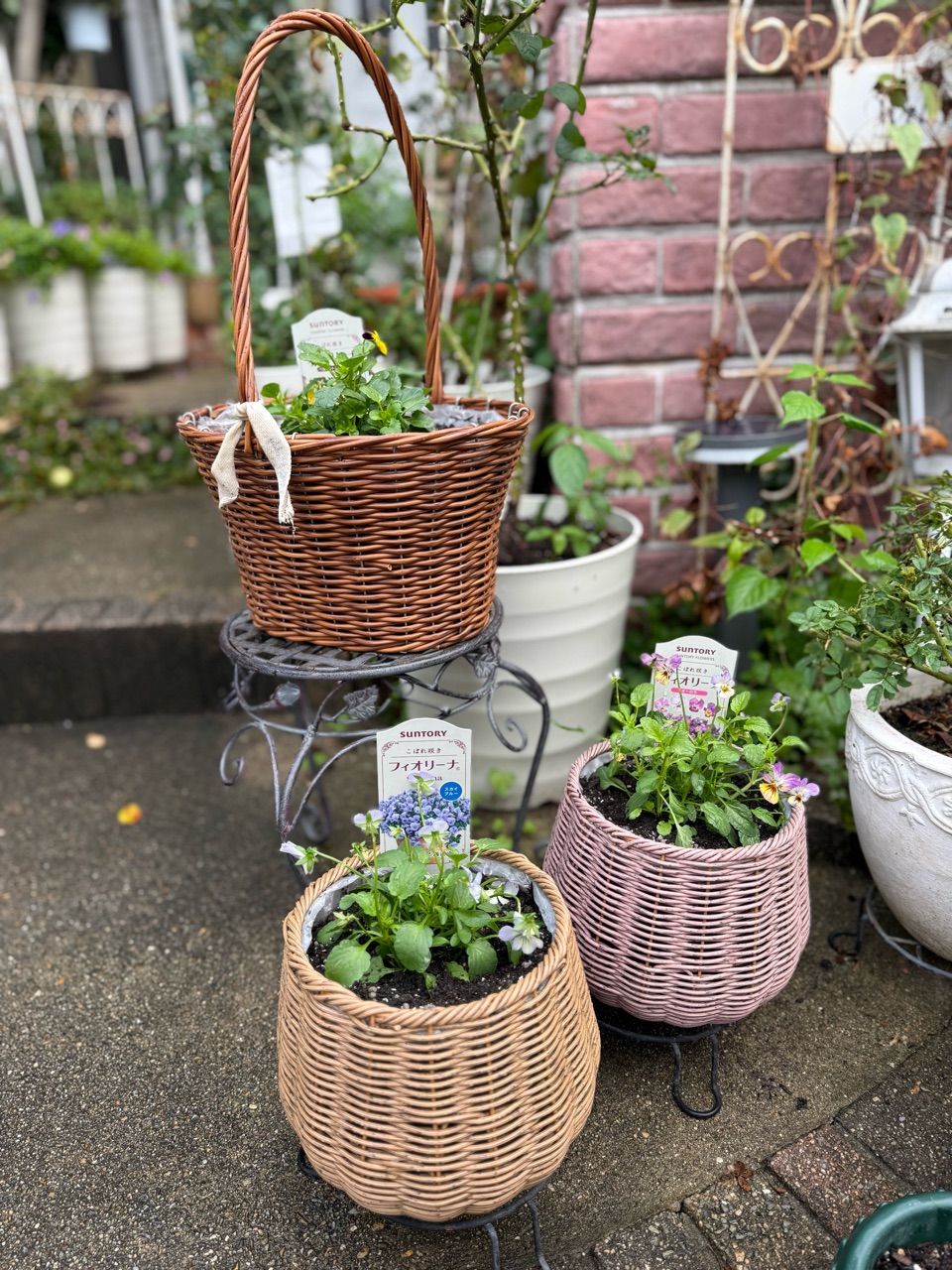 geardsae - blog Images High Quality Grahic *満開を迎える準備中の花たち〜気温20°C人が心地良いということは植物も心地良いのだ〜 : のばらのガーデニングブログ Hana and ...